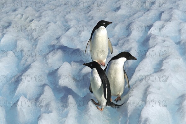 Three Adelie penguins in the Antarctic, Wedell Sea, Long-tailed penguins, (Pygoscellis adeliae), Wedell Sea, Wedell Sea, Antarctica
