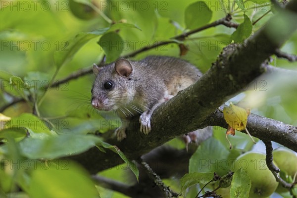 Dormouse (Glis glis), Animals, Mammals, Dormice, Nocturnal, Rodents, Baden-Württemberg, Federal Republic of Germany