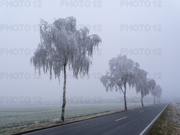 Trees with hoarfrost in the fog on a country road, Braunschweig, Lower Saxony, Germany, Europe