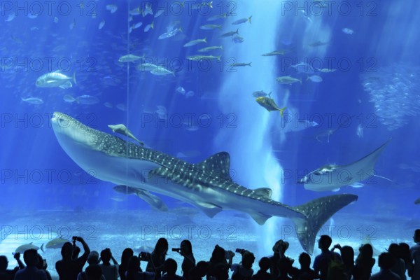 Whale shark in Okinawa Churaumi Aquarium, Japan, Asia