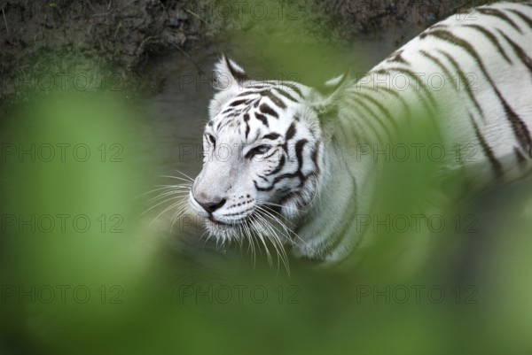 White tiger in forest