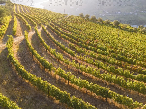 Green Golden Vineyard Terraces of Douro Valley on Sunny Morning. Portugal. Aerial Drone Shot