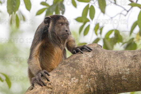 Black howler (Alouatta), juvenile, Pantanal, inland, wetland, UNESCO Biosphere Reserve, World Heritage Site, wetland biotope, Mato Grosso, Brazil, South America