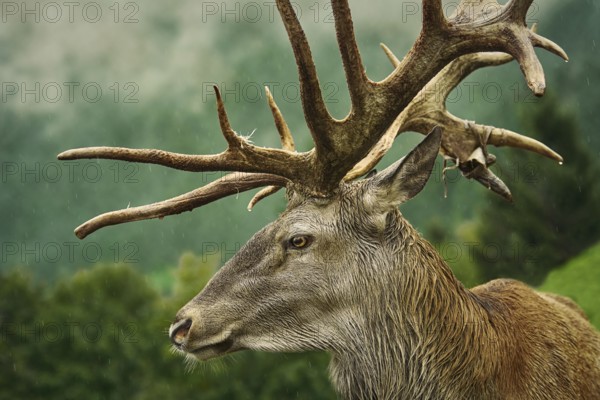 Portrait of Mature Red Deer Stag with Big Antlers Obermaiselstein, Germany, Europe