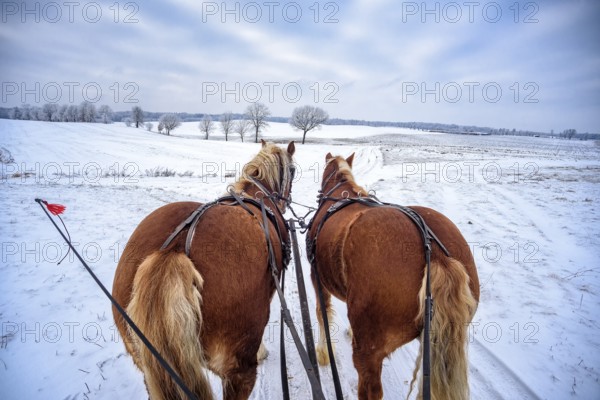 Sledging in the snow in Masuria in Poland