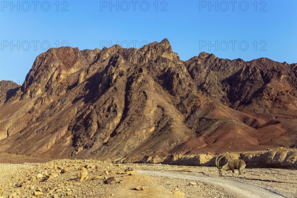 Wild mountain goat with curled horns in the Eilat Mountains. The rocks are composed of sandstones, igneous and volcanic rocks. Multicolored landscape formations