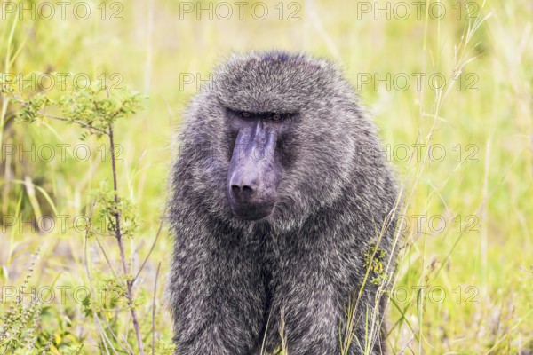 Baboon, or yellow baboon, in the grassy savannah. The famous Masai Mara Reserve in Kenya. The concept of active, ecological, exotic, extreme and photo tourism