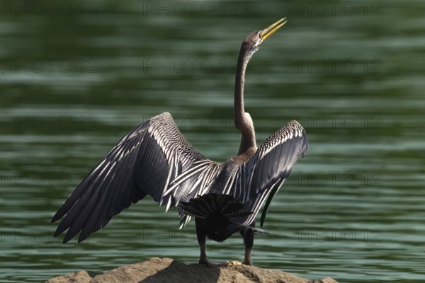 Darter at lake side India Asia