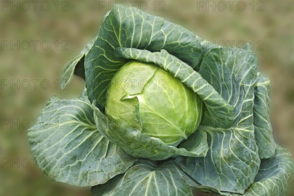 Green vegetable cabbage brassica oleracea var growing in field