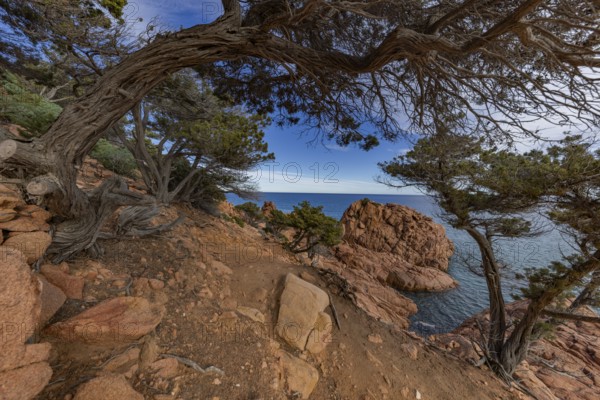 Coastal landscape with bizarre red rocks and gnarled trees with a view of the sea in the sunshine, Spiaggia di Cala E'Luas, Ogliastra, Sardinia, Italy, Europe