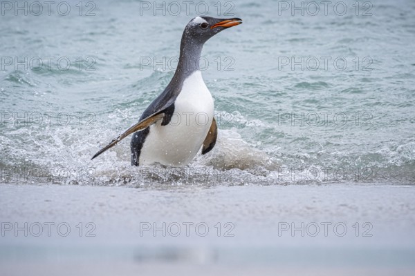 A gentoo penguin (Pygoscelis papua) reaches a beach, Bleaker Island, Falkland Islands, Great Britain, South Atlantic Ocean, South America