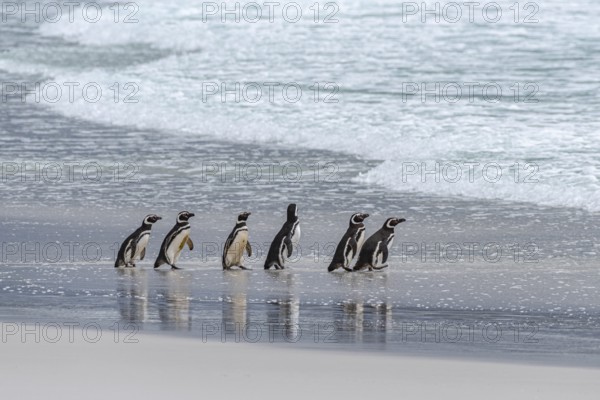 Magellanic penguins (Sphreniscus magellanicus), group on their way to the sea, Volunteer Point, Falkland Islands, Great Britain, South Atlantic, South America