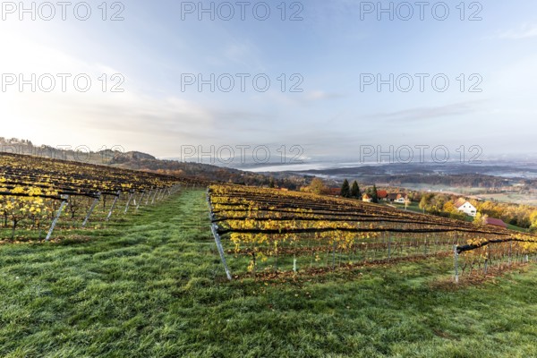 Morning atmosphere at the vineyard, fog drifts over wooded hills in the valley, St. Andrä-Höch, Sausal wine country, Styria, Austria, Europe