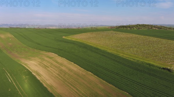 Aerial view of amazing green wavy hills with agricultural fields and vineyards in spring. South Moravia region, Czech Republic, Europe