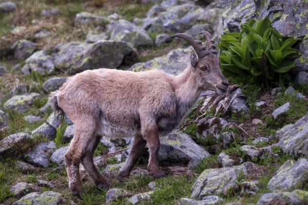 The Alpine ibex (Capra ibex), Mount Blanc area, France, Europe