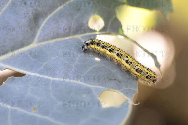 Cabbage butterfly (Pieris brassicae), caterpillar feeding on cabbage leaves, Velbert, North Rhine-Westphalia, Germany, Europe