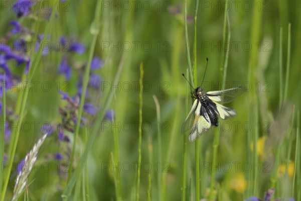 Dragonfly butterfly (Libelloides coccajus) in the Kocher valley, Kocher, Künzelsau, Hohenlohe, insect, Germany, Europe