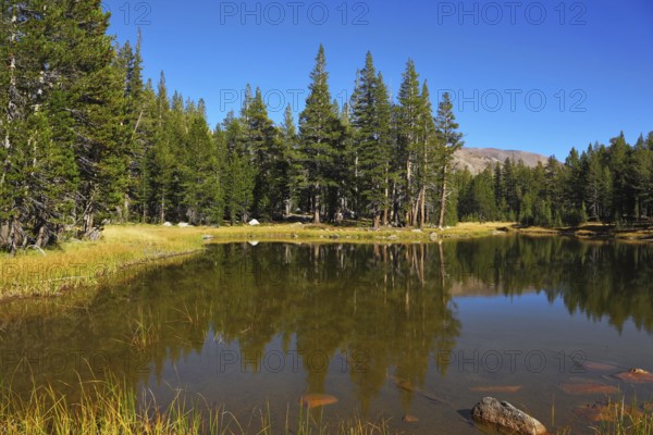 A quiet lake, surrounded by woods, in the mountains of Yosemite Park. Early autumn morning