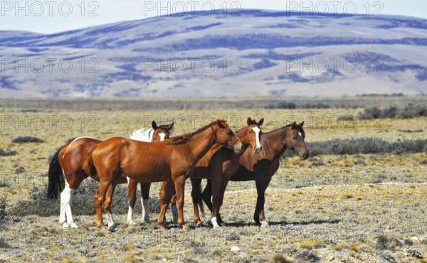 The herd of wild mustangs. Patagonian pampas on a summer day