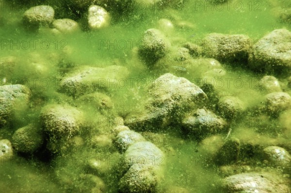 Rocks underwater on riverbed covered with green algae, water quality