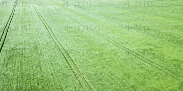 Aerial green wheat field. Aerial view large green field