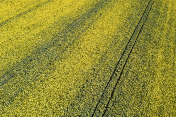 Aerial view of yellow rapeseed field. Aerial view agricultural fields