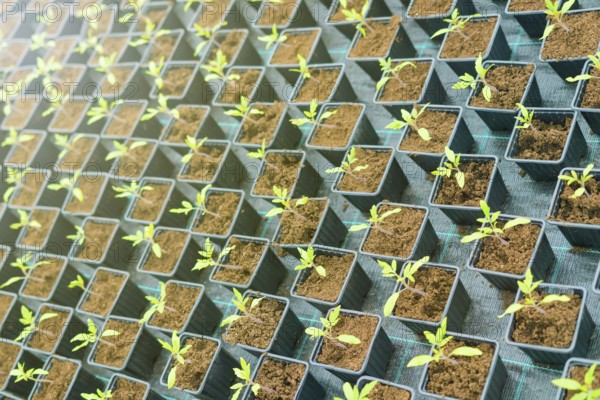 Sprouted Tomato. Potted Tomato Seedlings Green Leaves
