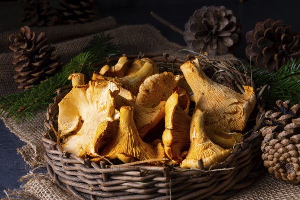 Real chanterelles, a delight from the forest