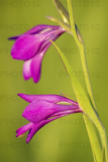 Marsh Gladiolus (Gladiolus palustris) in a botanical nature reserve in France