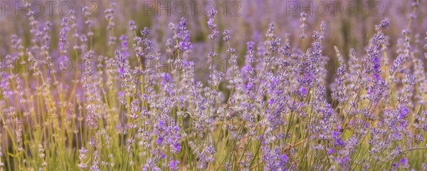 Violet purple lavender field close-up banner. Flowers selective focus, blur background