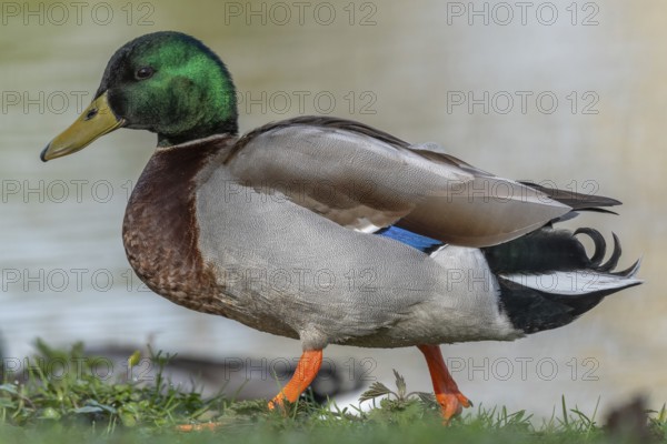 Male mallard duck (Anas platyrhynchos) resting by a river in spring. Bas Rhin, Alsace, France, Europe