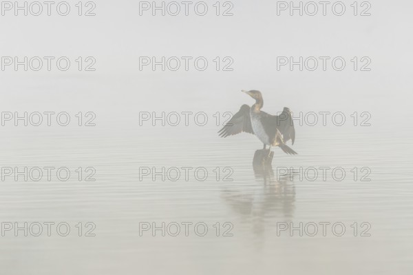 Great cormorant (Phalacrocorax carbo) perched on a branch drying the wings. Bas-Rhin, Alsace, Grand Est, France, Europe