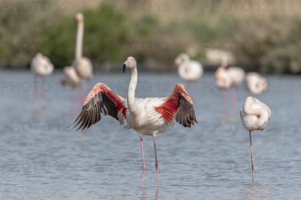 Flamingo (Phoenicopterus roseus) in a pond of a natural reserve. Saintes Maries de la Mer, Parc naturel regional de Camargue, Arles, Provence Alpes Cote d'Azur, France, Europe