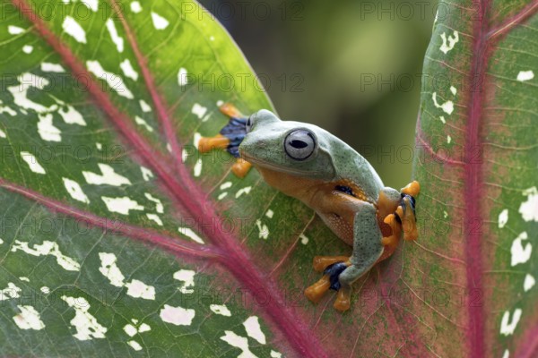 Green tree flying frog (Rhacophorus reinwarditii) sitting on a leaf