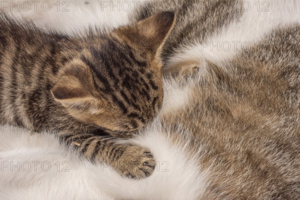 Kittens snuggled up on her mother to suck on breast milk. France