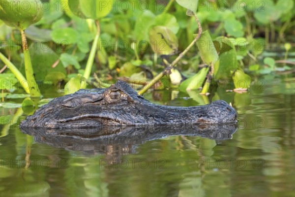 Spectacled caiman (Caiman crocodilus yacara), Crocodile (Alligatoridae), crocodile (Crocodylia), animal portrait, Pantanal, inland, wetland, UNESCO Biosphere Reserve, World Heritage Site, wetland, Mato Grosso, Brazil, South America