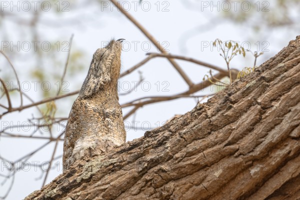 Giant day dormouse (Nyctibius grandis), Pantanal, inland, wetland, UNESCO Biosphere Reserve, World Heritage Site, wetland biotope, Mato Grosso, Brazil, South America