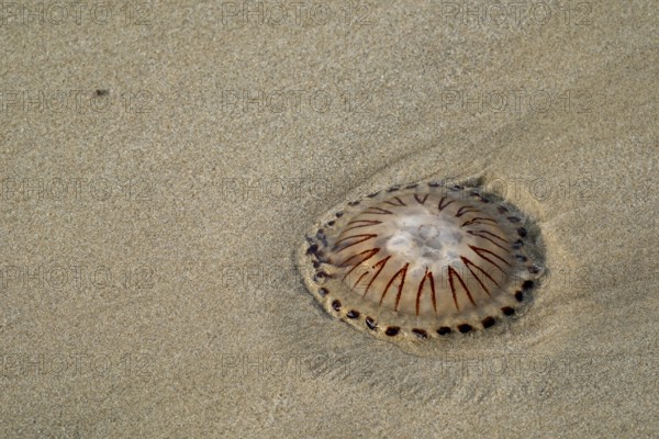 Compass Jellyfish in the sand