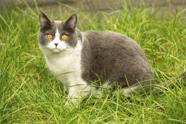 Cat in the grass in the morning