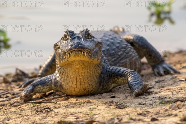 Caiman (Caimaninae), Crocodile (Alligatoridae), crocodile (Crocodylia), front view, close-up, Pantanal, inland, wetland, UNESCO Biosphere Reserve, World Heritage Site, wetland biotope, Mato Grosso, Brazil, South America