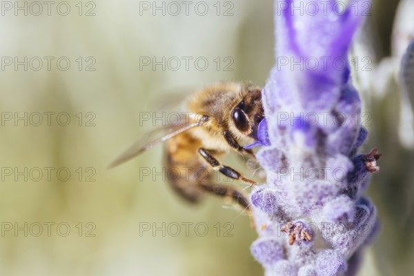 Closeup detail shot of a bee collecting pollen from lavender on sunny spring day in Axedale, Victoria, Australia, Oceania