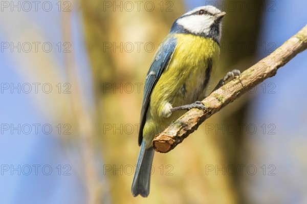 Blue tit on branch, Eurasian blue tit, (Cyanistes caeruleus)