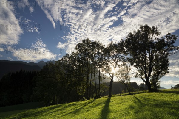 Trees just before sunset in a hilly landscape near the Austrian village Annaberg im Lammertal