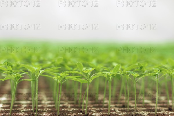 Greenhouse seedling. Close-up of green seedling growing. Selective focus