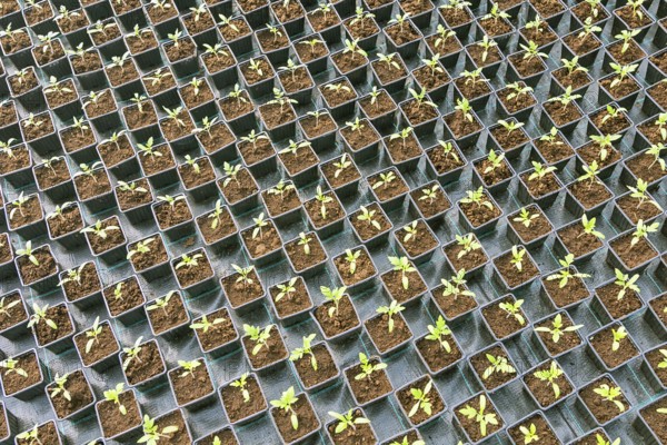 Baby plants growing inside of pots greenhouse nursery