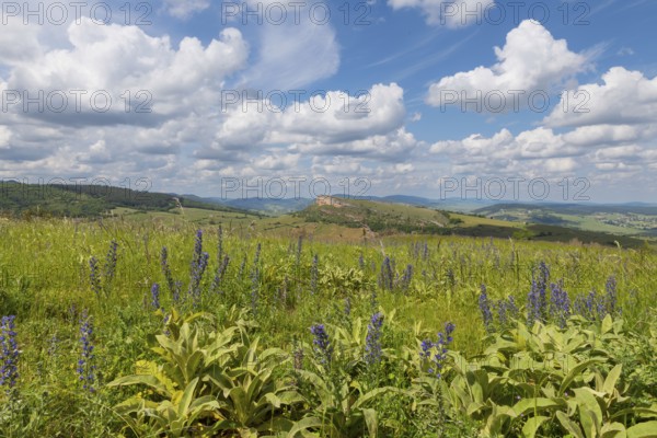 Environment of La Roche de Solutre with vineyards, and the giant rock to climb on the background, Burgundy, France with purple flowers