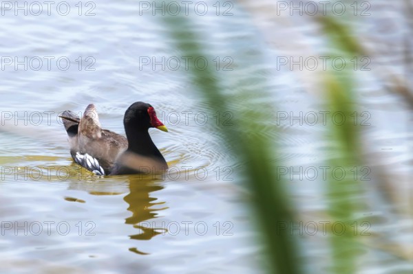 MoorhenSwimming on Water (Gallinula chloropus) Common Moorhen