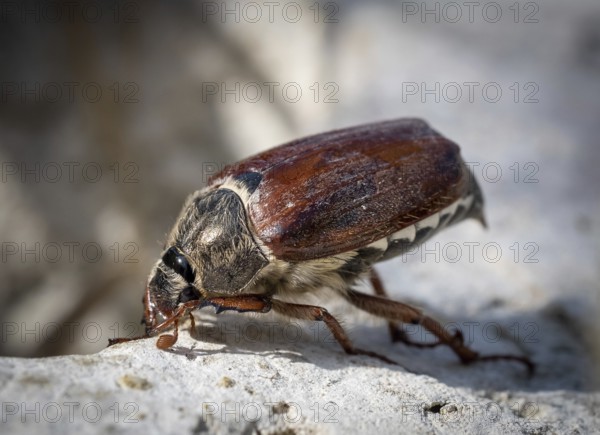 Cockchafer