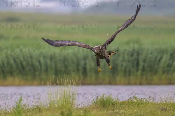 A white-tailed eagle (Haliaeetus albicilla) in flight over a green landscape with a background of water, Katinger Watt, Tönning, Schleswig-Holstein, Germany, Europe