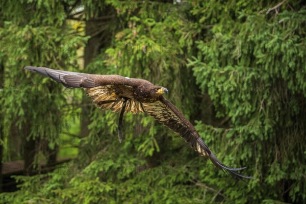 A majestic eagle in flight